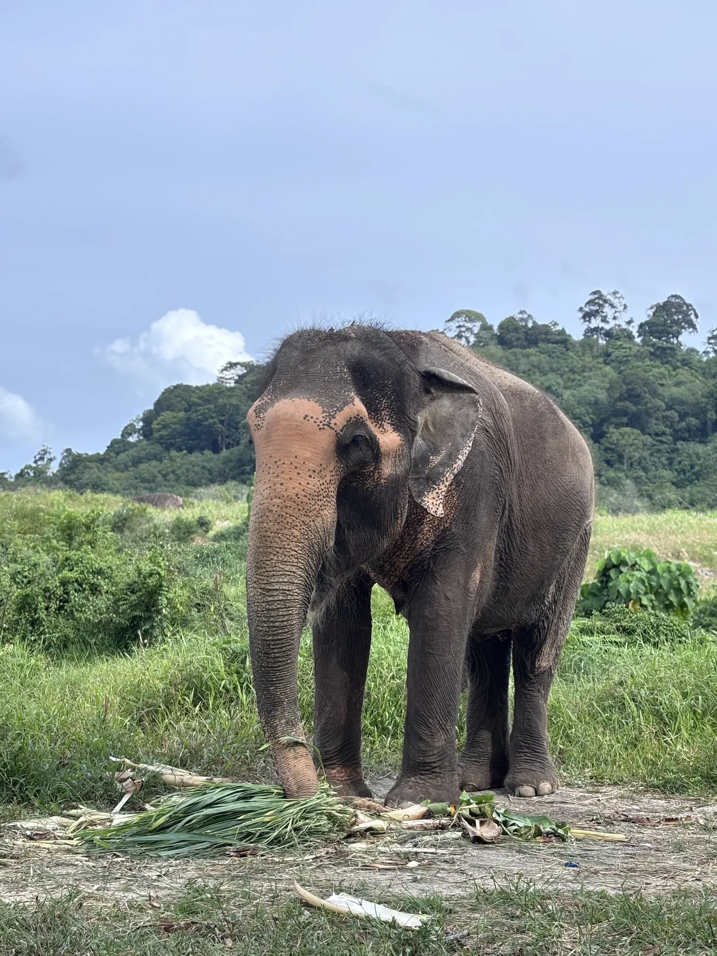 Elephant standing in a green meadow at the sanctuary