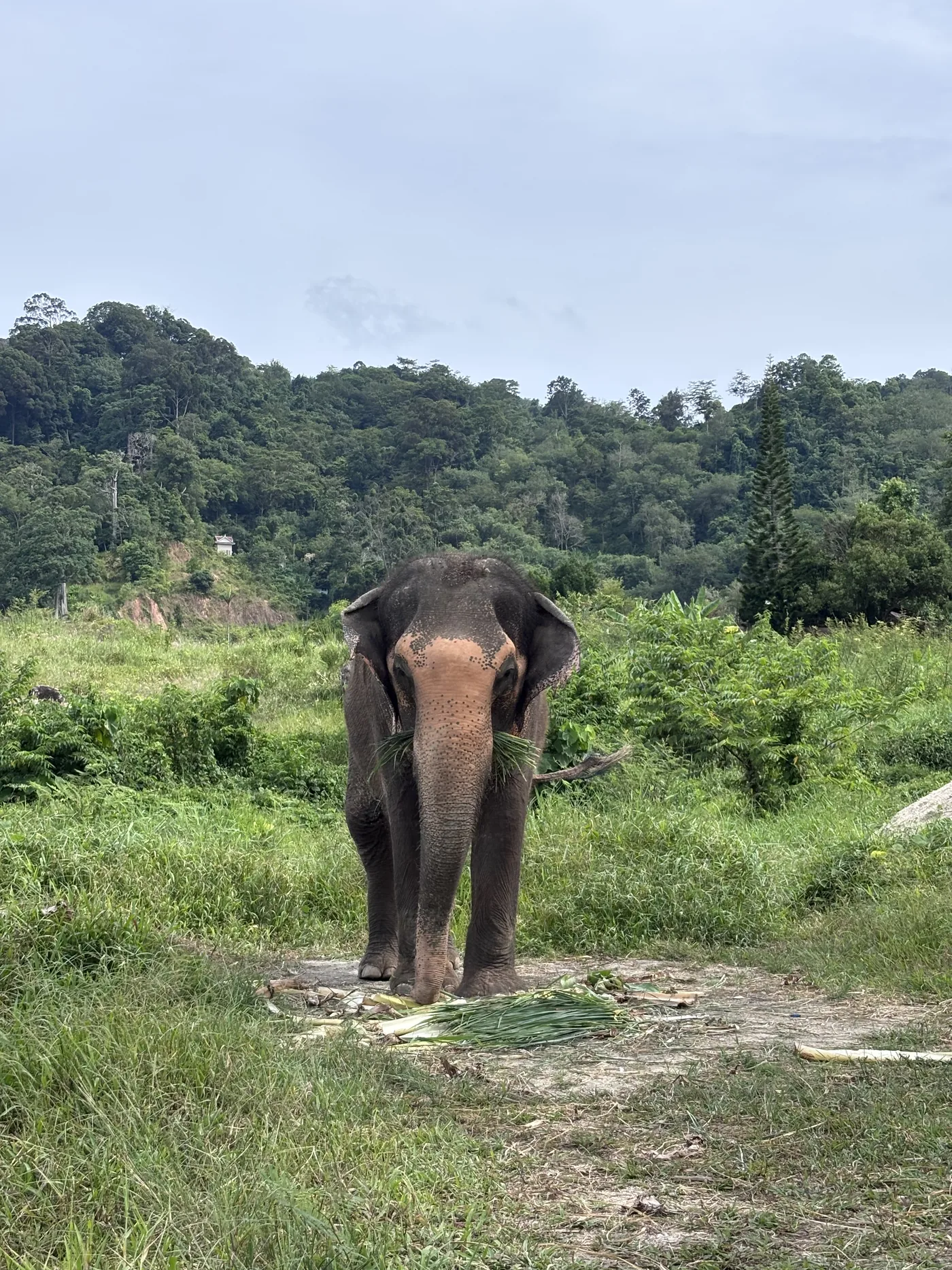 Elephant in an open green meadow