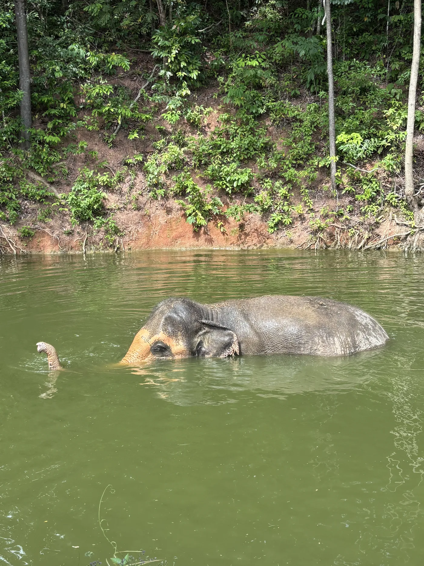 Elephant resting in the sanctuary pond