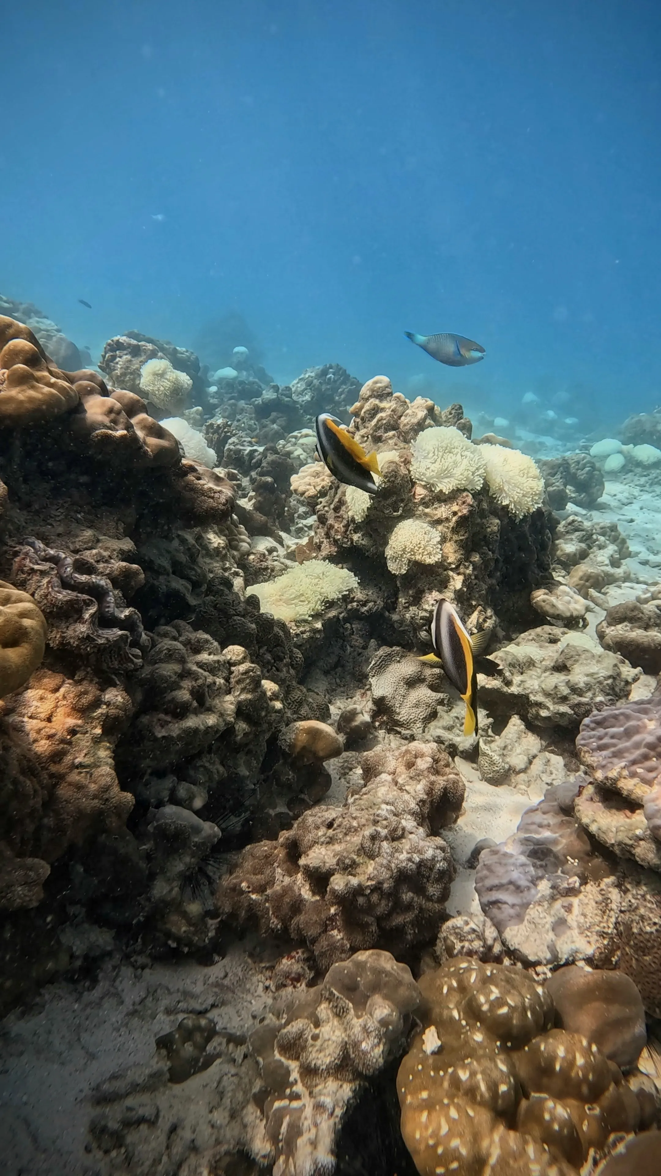 Tropical angelfish swimming over a reef