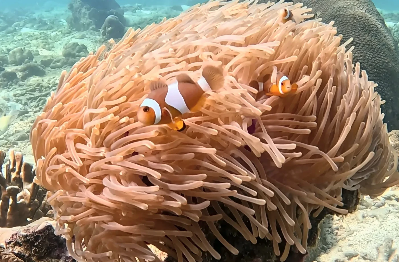 Clownfish in a sea anemone