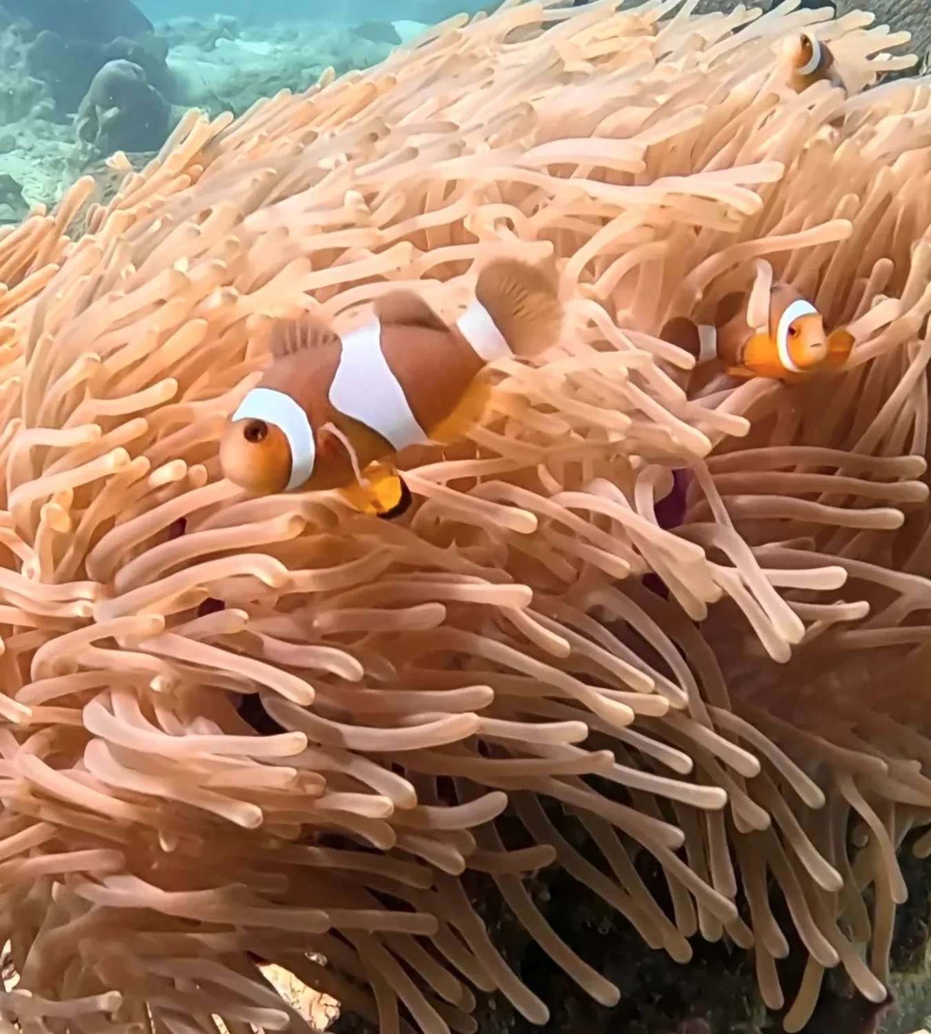 Clownfish sheltering in a sea anemone