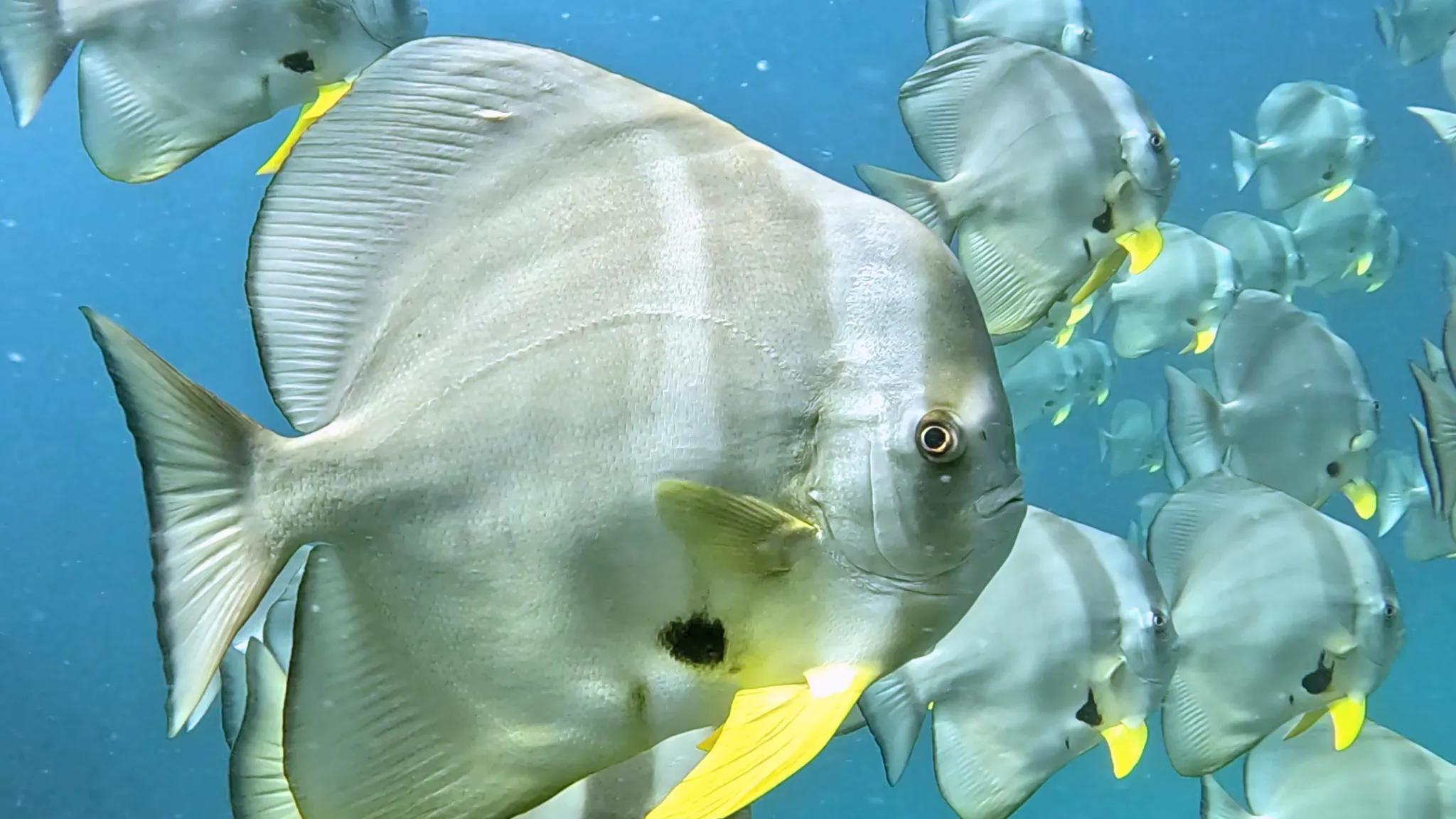 School of silver batfish swimming in blue water