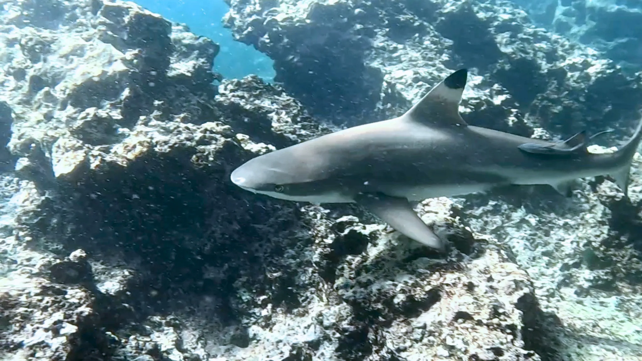 Reef shark swimming through a school of tropical fish