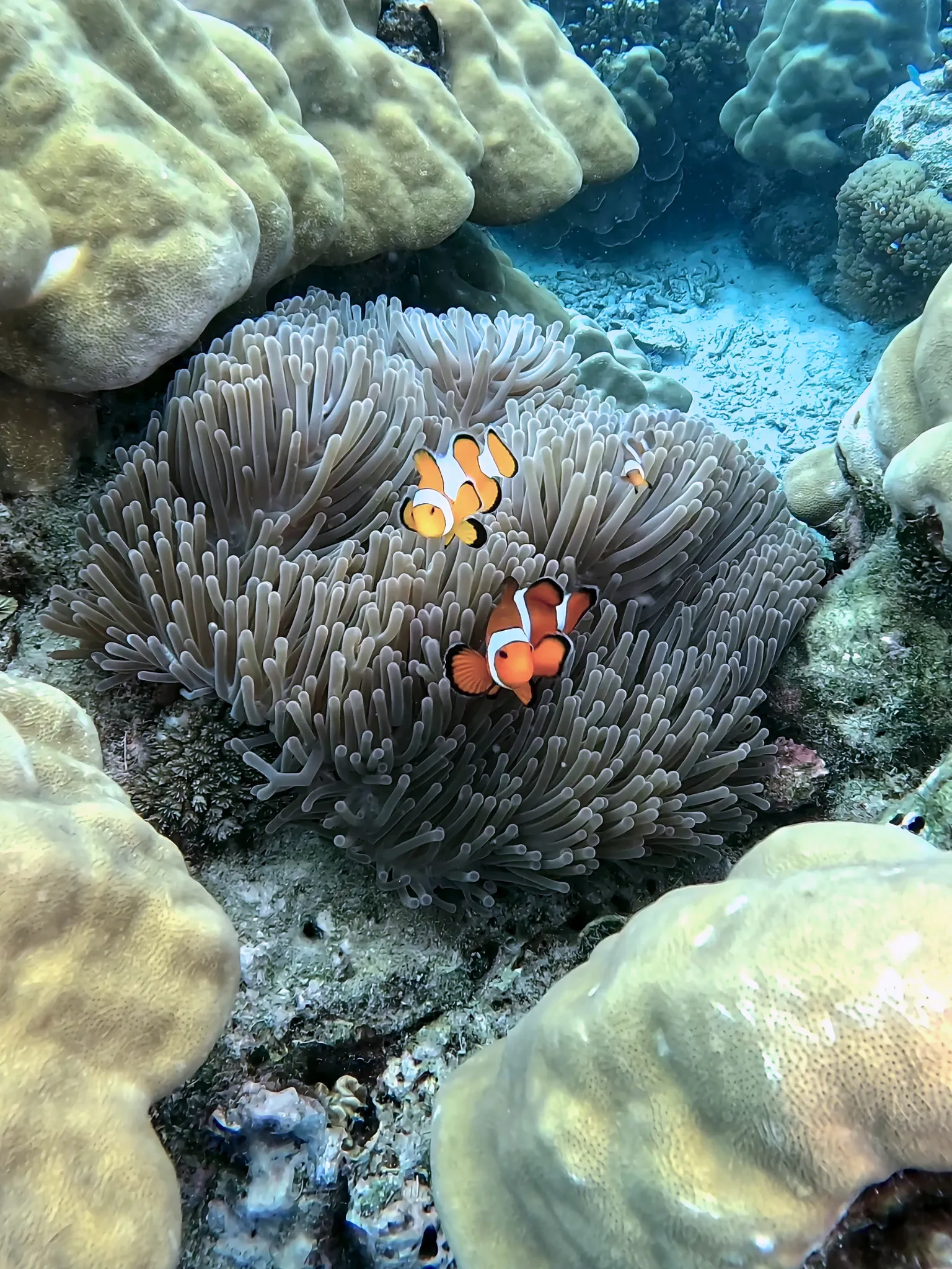 Clownfish sheltered in a sea anemone