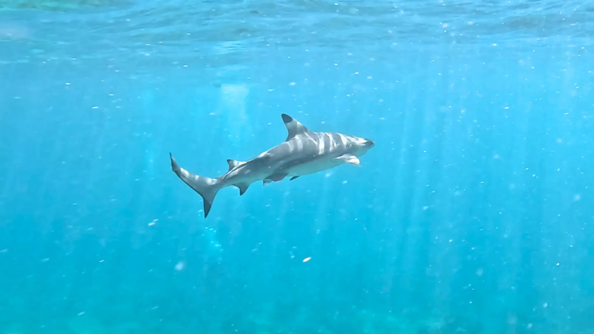 Blacktip reef shark swimming above a rocky seabed