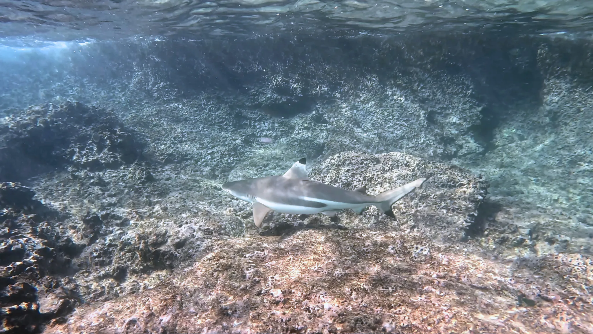 Reef shark swimming through a shallow rocky reef