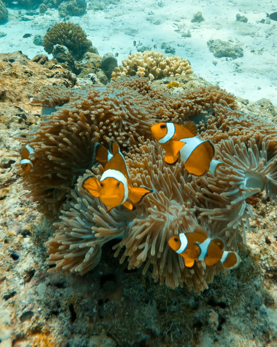 Clownfish on a coral reef in the Similan Islands