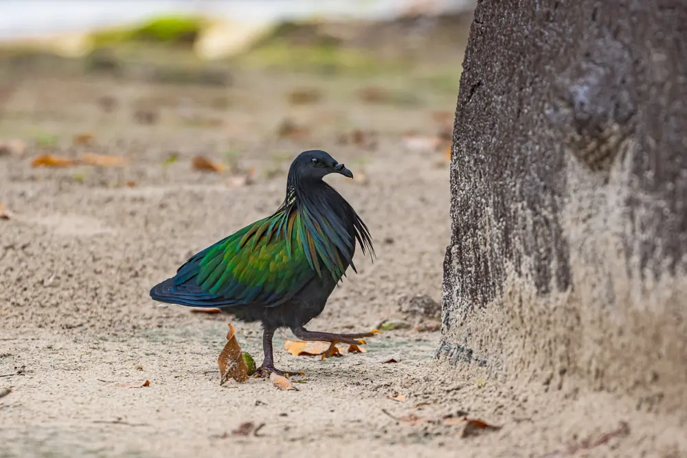 Nicobar pigeon on a beach in the Similan Islands