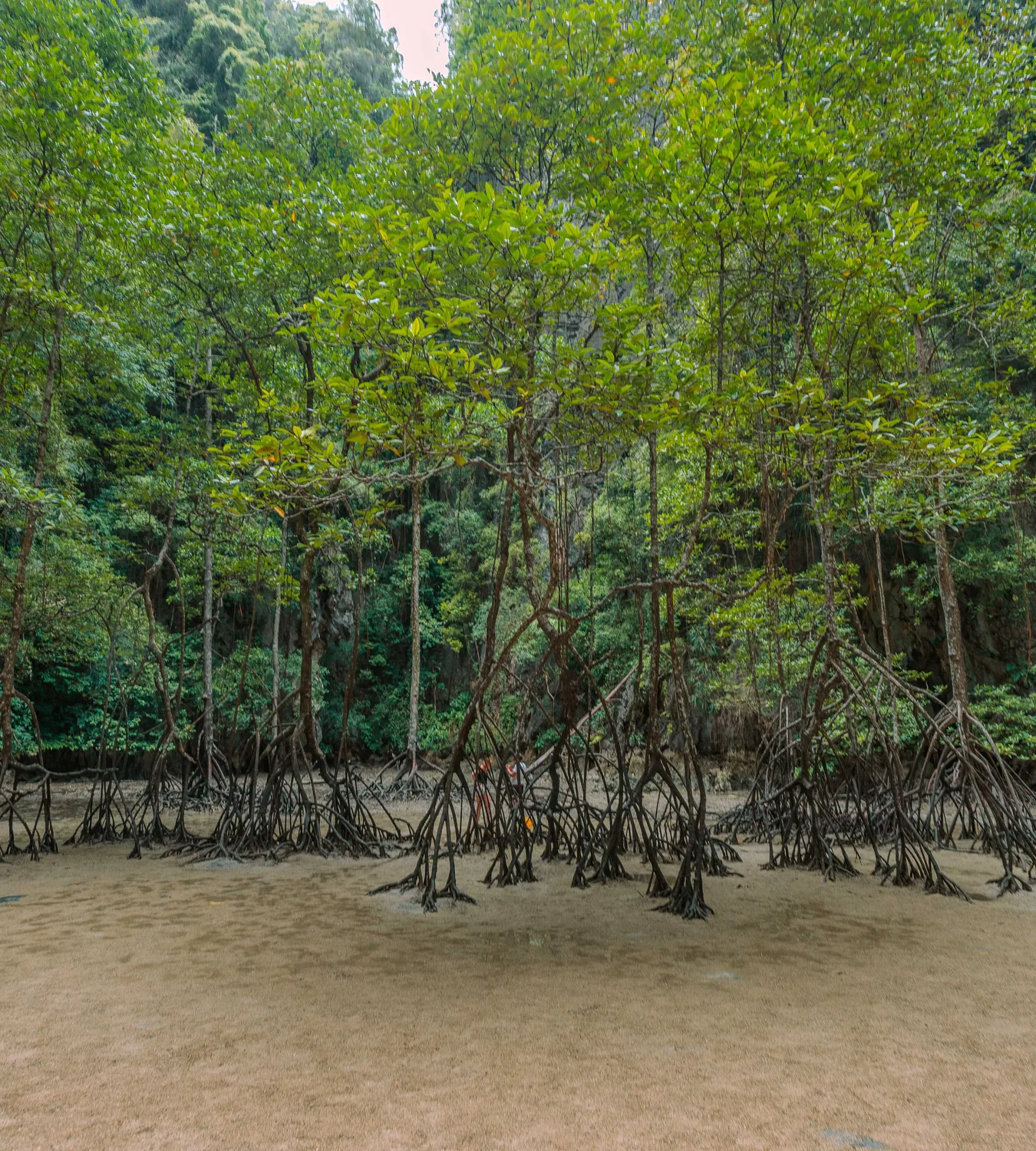 Mangrove roots along the shore in Phang Nga Bay